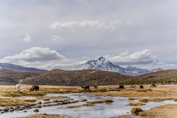 TOUR ALTIPLANO (FULL DAY) - Imagen 31