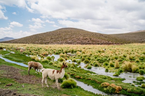 TOUR ALTIPLANO (FULL DAY) - Imagen 34