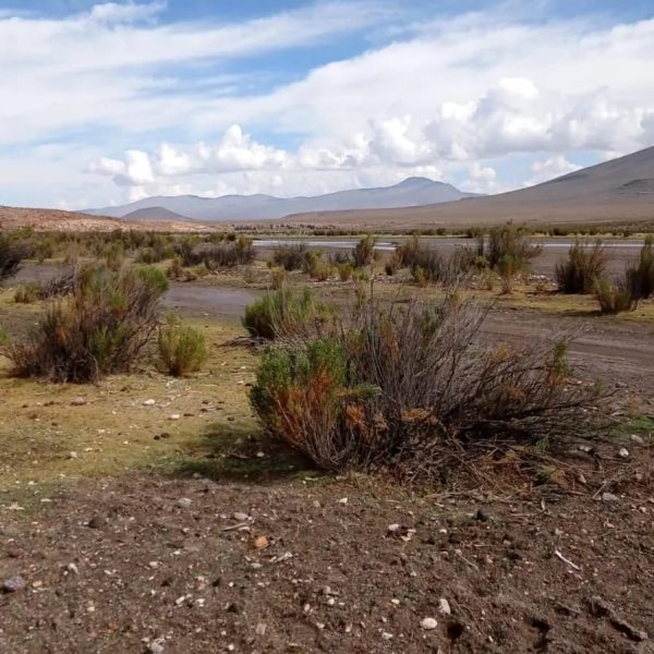TOUR ALTIPLANO (FULL DAY) - Imagen 44