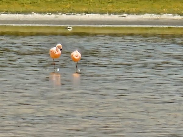 TOUR ALTIPLANO (FULL DAY) - Imagen 46