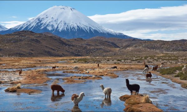 RUTA ALTIPLÁNICA: 4 DÍAS Y 3 NOCHES (Colchane-Putre) - Imagen 17