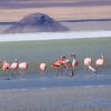 TOUR SALAR DEL HUASCO