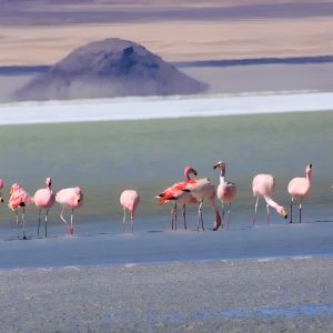 TOUR SALAR DEL HUASCO