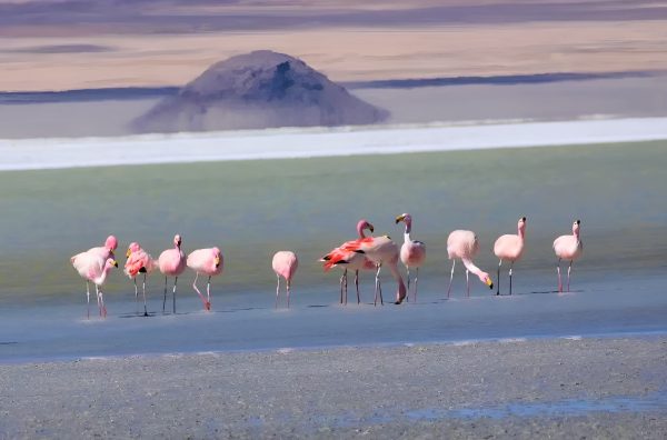 TOUR SALAR DEL HUASCO